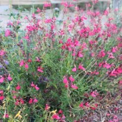 FlowerKisser® Coral-Pink Salvia 6 FlowerKisser® Coral-Pink Salvia -High Country Gardens salvia greggii wwg003 flowerkisser coral pink sage cropped 1