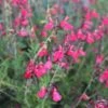 FlowerKisser® Coral-Pink Salvia 2 FlowerKisser® Coral-Pink Salvia -High Country Gardens salvia greggii wwg003 flowerkisser coral pink sage cropped 3
