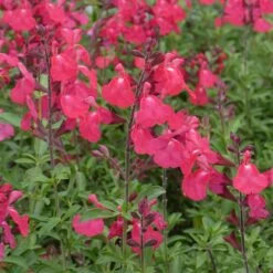 FlowerKisser® Coral-Pink Salvia 7 FlowerKisser® Coral-Pink Salvia -High Country Gardens salvia greggii wwg3flowerkisser coral pink sage
