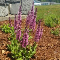 Lyrical™ Rose Salvia 9 Lyrical™ Rose Salvia -High Country Gardens salvia lyrical rose office garden