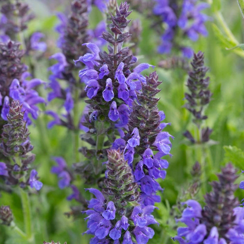 Marcus Dwarf Blue Salvia 4 Marcus Dwarf Blue Salvia - Image 2