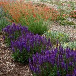 Little Night Salvia 8 Little Night Salvia -High Country Gardens salvia nemerosa little night penstemon pinifolius garden