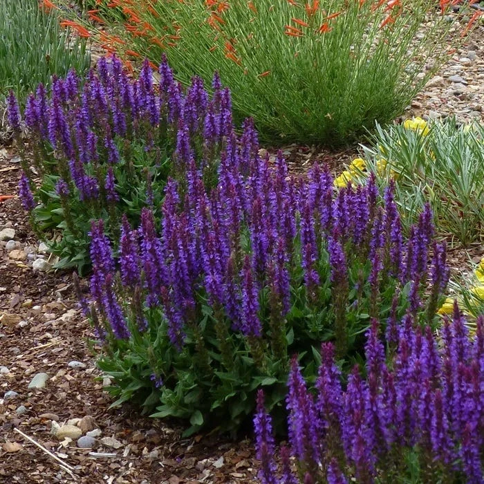 Little Night Salvia 3 Little Night Salvia
