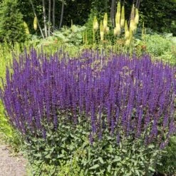 Caradonna Salvia 14 Caradonna Salvia -High Country Gardens salvia nemorosa caradonna sage 1 1