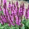 Rose Marvel Salvia 1 Rose Marvel Salvia -High Country Gardens salvia nemorosa rose marvel salvia 1