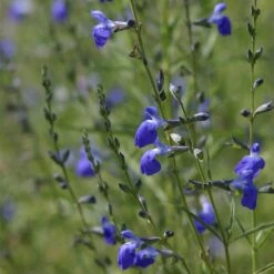 West Texas Grass Salvia 10 West Texas Grass Salvia -High Country Gardens salvia reptans blue flowers