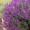 Ultra Violet Salvia 2 Ultra Violet Salvia -High Country Gardens salvia ultra violet over wall purple 1