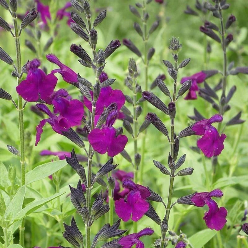 FlowerKisser® Dark Shadows Salvia 3 FlowerKisser® Dark Shadows Salvia