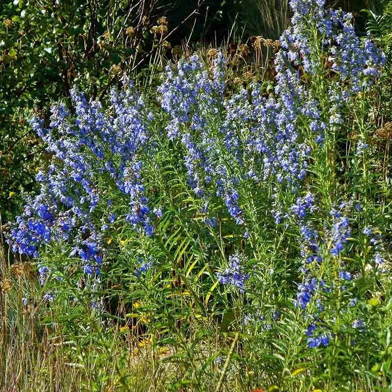 Prairie Salvia 5 Prairie Salvia - Image 3