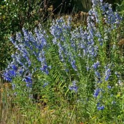 Salvia Collection 10 Salvia Collection -High Country Gardens salvia azurea chatfield cropped 4