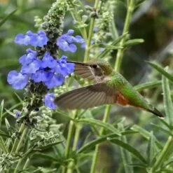 Prairie Salvia 12 Prairie Salvia -High Country Gardens salvia azurea sq