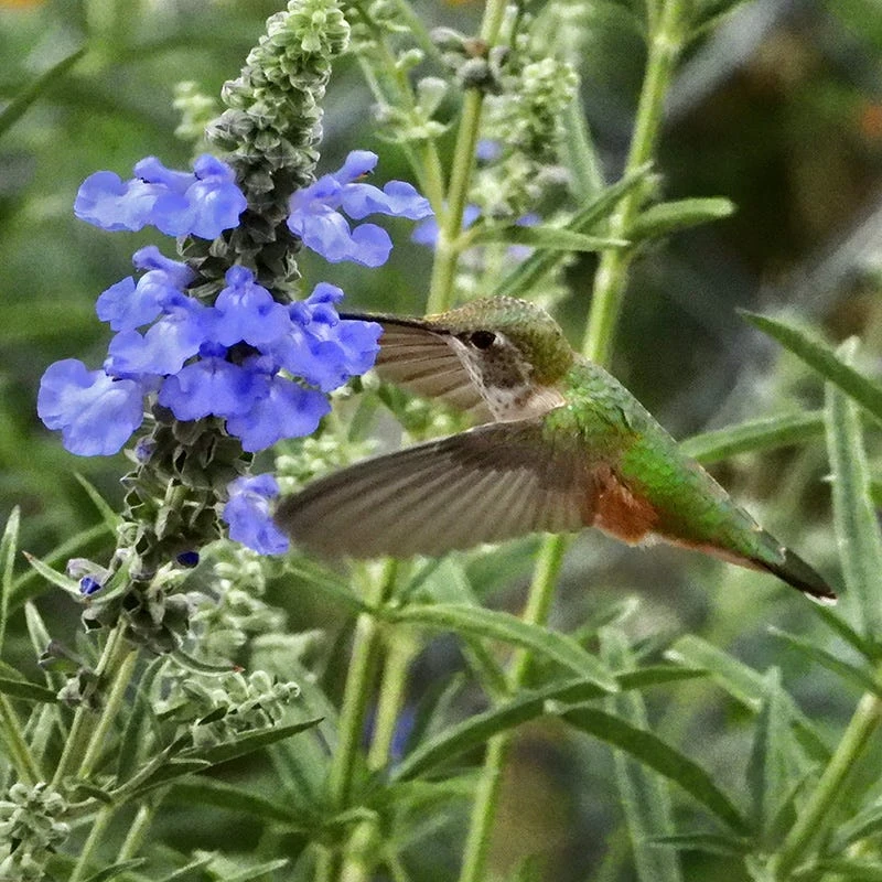 Prairie Salvia 7 Prairie Salvia - Image 5
