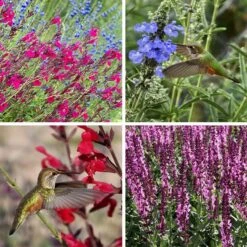 Salvia Collection 9 Salvia Collection -High Country Gardens salvia collection collage