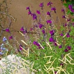 FlowerKisser® Dark Shadows Salvia 8 FlowerKisser® Dark Shadows Salvia -High Country Gardens salvia dark shadows bouteloua bl