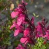 Cold Hardy Pink Texas Salvia 1 Cold Hardy Pink Texas Salvia -High Country Gardens salvia greggii cold hardy pink 2