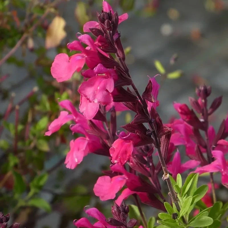 Cold Hardy Pink Texas Salvia 3 Cold Hardy Pink Texas Salvia
