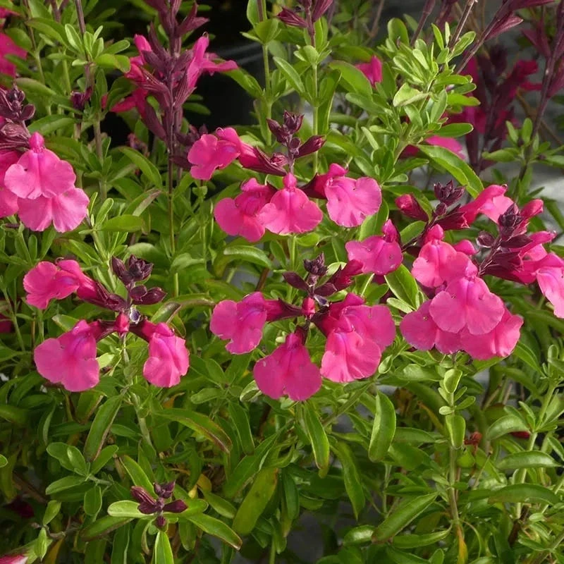 Cold Hardy Pink Texas Salvia 4 Cold Hardy Pink Texas Salvia - Image 2