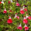 Hot Lips Salvia 2 Hot Lips Salvia -High Country Gardens salvia microphylla hot lips close up of flwrs cc 2