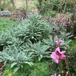 Dwarf Common Sage (Salvia) -High Country Gardens salvia minima lc img 8468