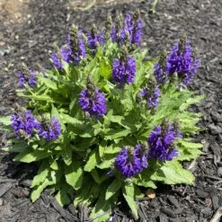 Marcus Dwarf Blue Salvia 8 Marcus Dwarf Blue Salvia -High Country Gardens salvia nemerosa marcus joannabelleville sq