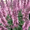 Lyrical™ Rose Salvia 1 Lyrical™ Rose Salvia -High Country Gardens salvia nemorosa balyricose