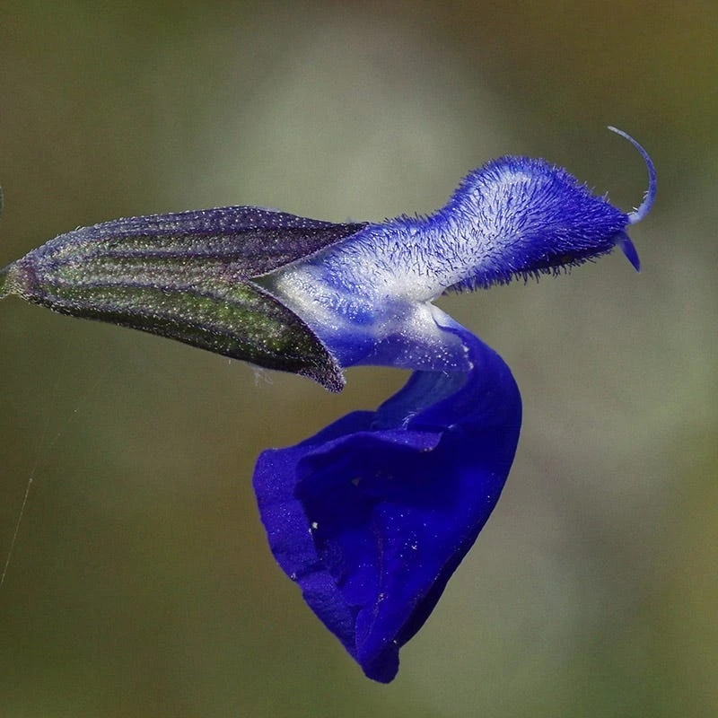 West Texas Grass Salvia 3 West Texas Grass Salvia