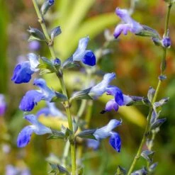 West Texas Grass Salvia 11 West Texas Grass Salvia -High Country Gardens salvia reptans sq1