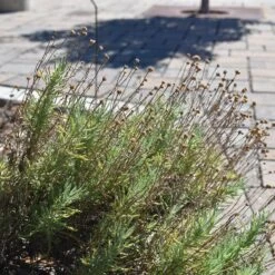 Gray Santolina 10 Gray Santolina -High Country Gardens santolina chamaecyparissus gray santolina flowers