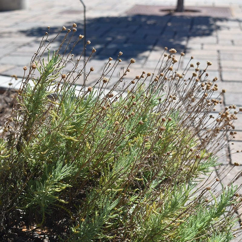 Gray Santolina 4 Gray Santolina - Image 2