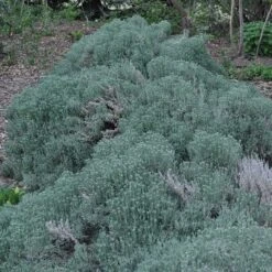 Gray Santolina 13 Gray Santolina -High Country Gardens santolina chamaecyparissus gray santolina spring
