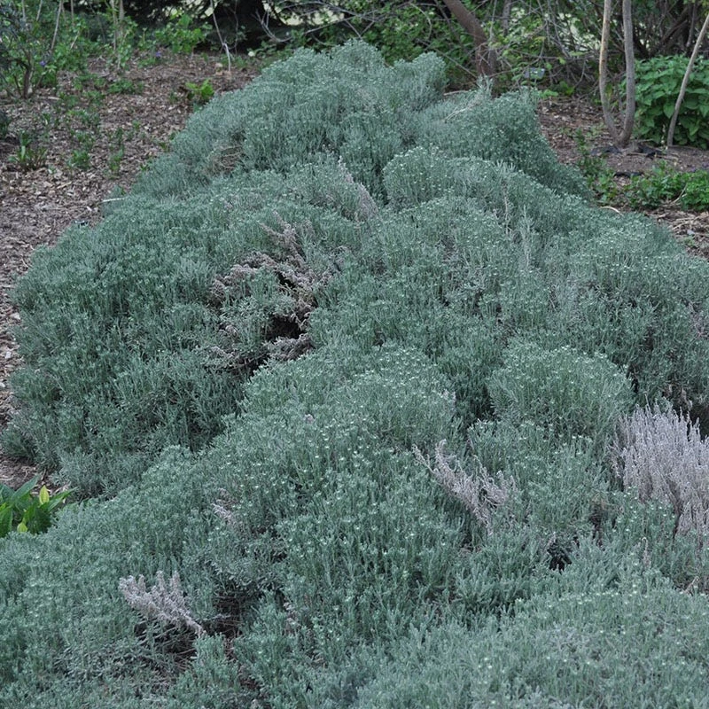 Gray Santolina 7 Gray Santolina - Image 5