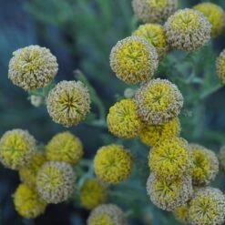 Gray Santolina 12 Gray Santolina -High Country Gardens santolina chamaecyparissus gray santolina summer flowers close up
