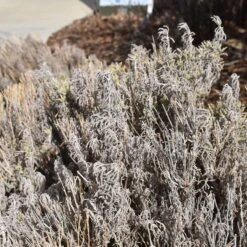 Gray Santolina 15 Gray Santolina -High Country Gardens santolina chamaecyparissus gray santolina winter