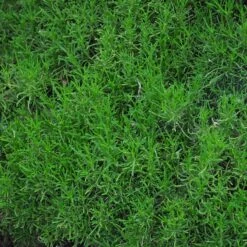 Green Santolina 8 Green Santolina -High Country Gardens santolina rosmarinifolia green santolina spring foliage