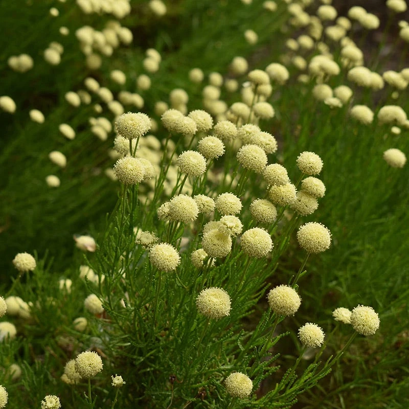 Green Santolina 6 Green Santolina - Image 4