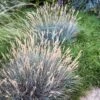 Boulder Blue Fescue Grass -High Country Gardens saxon holt festuca boulder blue