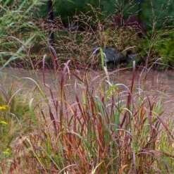 Shenandoah Switch Grass 11 Shenandoah Switch Grass -High Country Gardens saxon holt panicum shenandoah