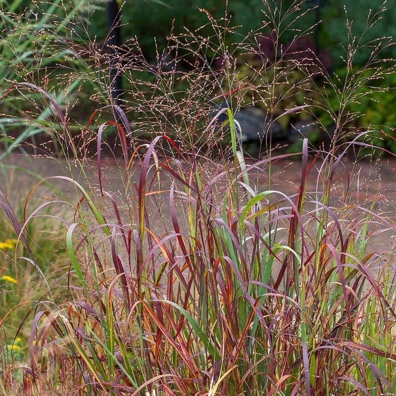 Shenandoah Switch Grass 6 Shenandoah Switch Grass - Image 4