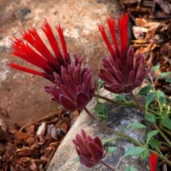 Marian Sampson Scarlet Monardella 8 Marian Sampson Scarlet Monardella -High Country Gardens scarlet monardella marian sampson close up 1