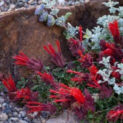 Marian Sampson Scarlet Monardella 7 Marian Sampson Scarlet Monardella -High Country Gardens scarlet monardella marian sampson whole plant 1