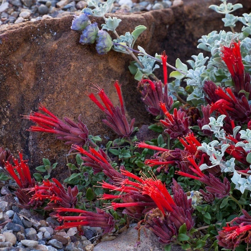 Marian Sampson Scarlet Monardella 4 Marian Sampson Scarlet Monardella - Image 2