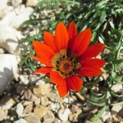 Scarlet Tanager Gazania 6 Scarlet Tanager Gazania -High Country Gardens scarlet tanager african daisy flower single