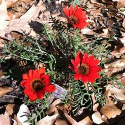 Scarlet Tanager Gazania 7 Scarlet Tanager Gazania -High Country Gardens scarlet tanager african daisy ground trio