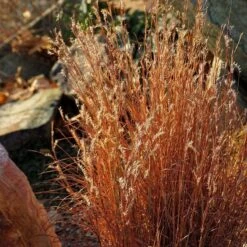 Summer Showstopper Pre-Planned Garden 20 Summer Showstopper Pre-Planned Garden -High Country Gardens schizachyrium scoparium blaze 3