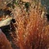 Blaze Little Bluestem Grass 2 Blaze Little Bluestem Grass -High Country Gardens schizachyrium scoparium blaze 3 cropped 4