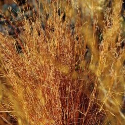 Blaze Little Bluestem Grass -High Country Gardens schizachyrium scoparium blaze cropped 2