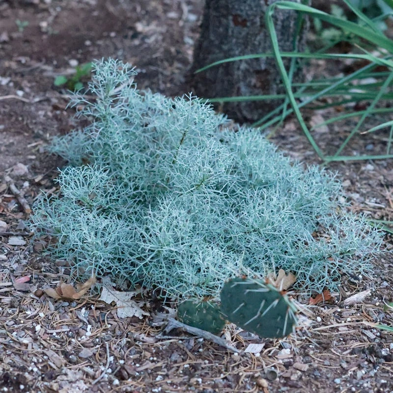Seafoam Artemisia 7 Seafoam Artemisia - Image 5