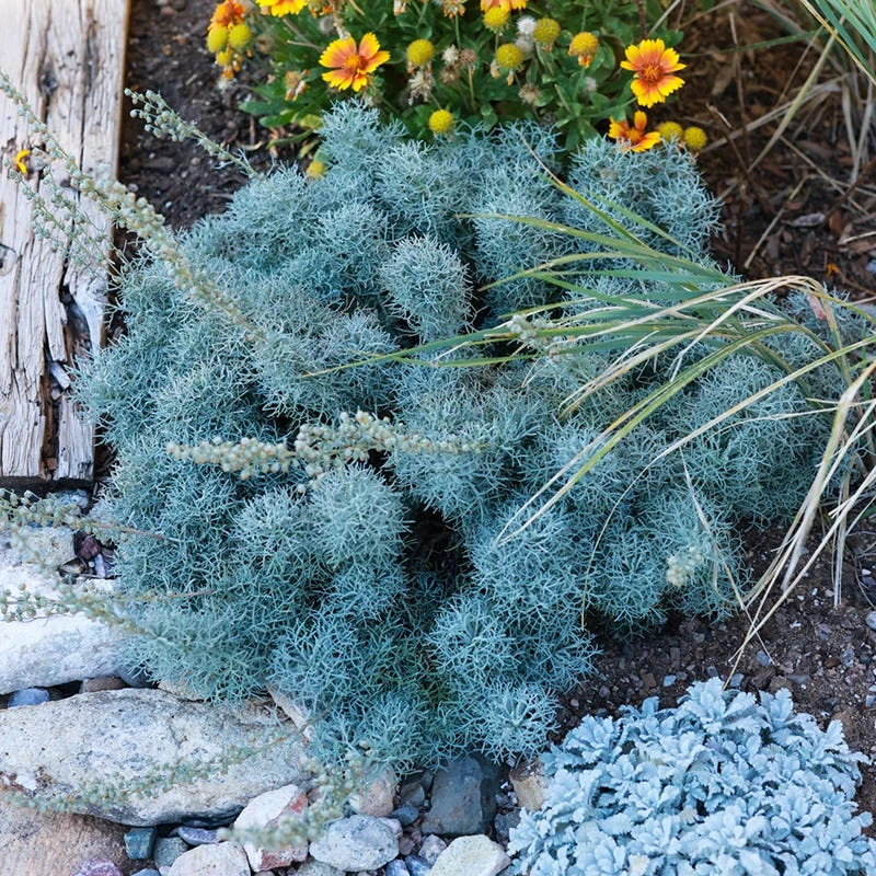 FireSmart Collection - Zone 2 10 FireSmart Collection - Zone 2 - Image 8