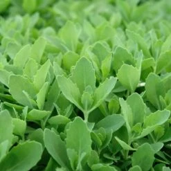 Autumn Fire Sedum 10 Autumn Fire Sedum -High Country Gardens sed autumnfire fol northcreek nu