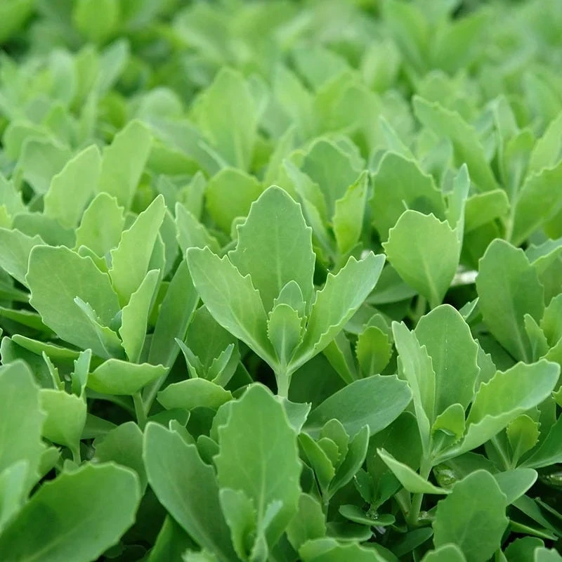 Autumn Fire Sedum 5 Autumn Fire Sedum - Image 3